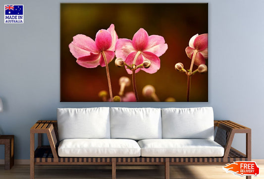 Pink Anemone Flowers Backview Photograph Print 100% Australian Made