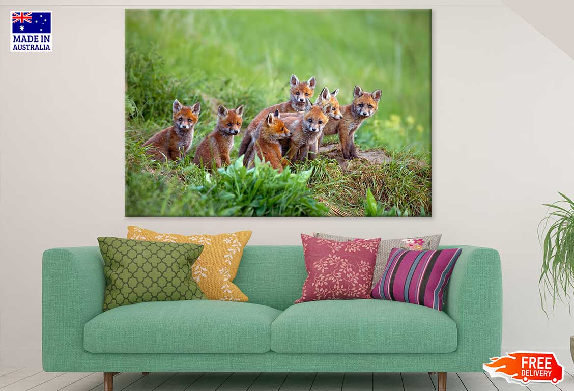 Red Fox Cubs Grass Field View Photograph Print 100% Australian Made