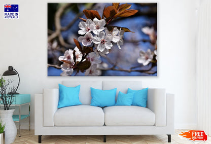 White Cherry Flowers Closeup Photograph Print 100% Australian Made
