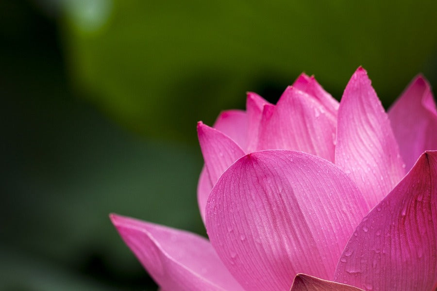 Pink Lotus Flower Closeup Photograph Print 100% Australian Made