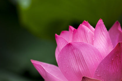 Pink Lotus Flower Closeup Photograph Print 100% Australian Made