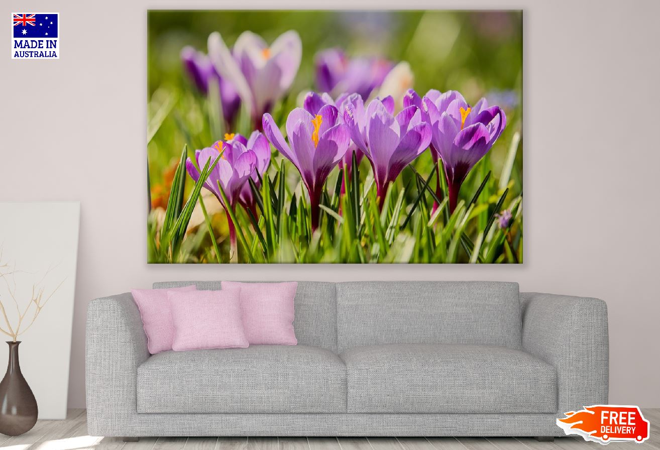 Pink Crocus Flowers Photograph Print 100% Australian Made