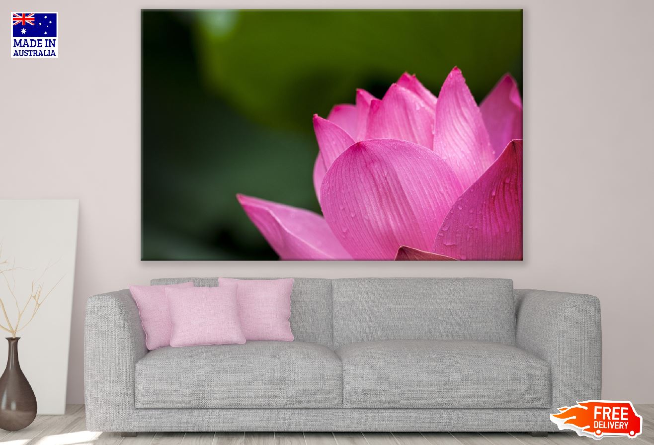 Pink Lotus Flower Closeup Photograph Print 100% Australian Made
