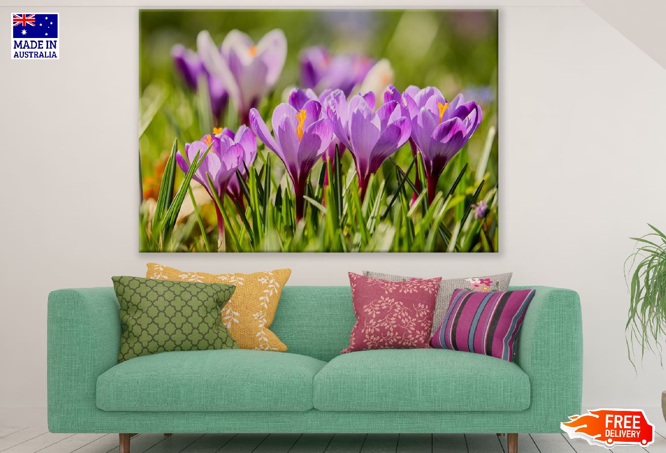 Pink Crocus Flowers Photograph Print 100% Australian Made