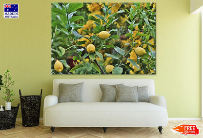 Lemon Plant Closeup Photograph Print 100% Australian Made