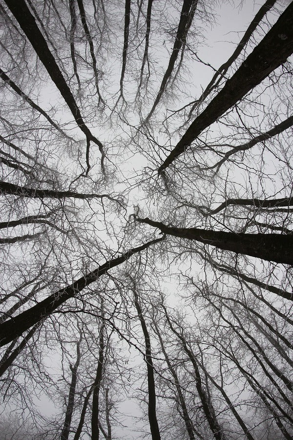 Dead Trees View From Below Photograph Print 100% Australian Made