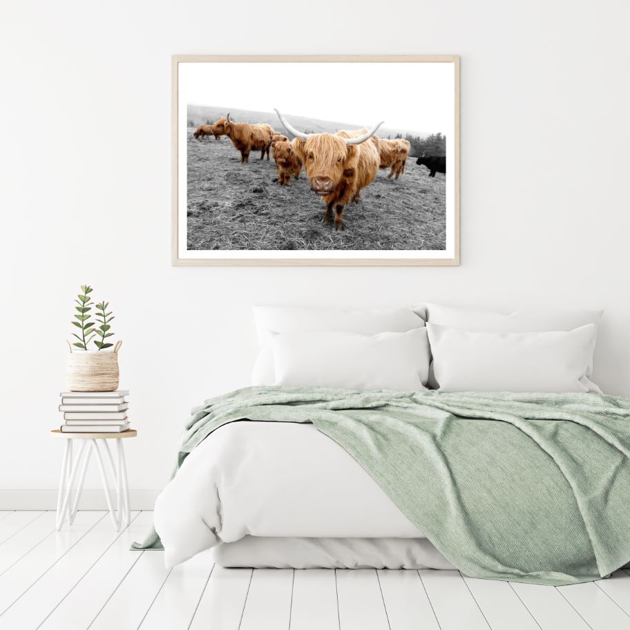 Highland Cow Herd on Field Photograph Home Decor Premium Quality Poster Print Choose Your Sizes