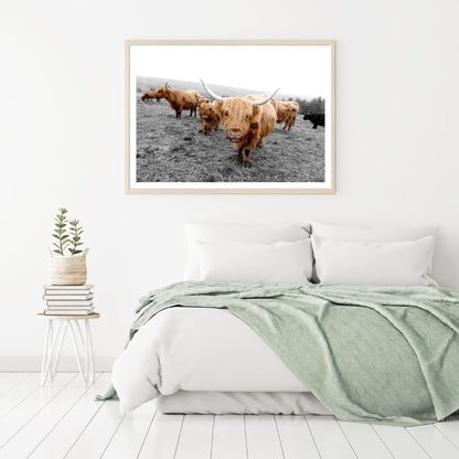 Highland Cow Herd on Field Photograph Home Decor Premium Quality Poster Print Choose Your Sizes