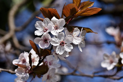 White Cherry Flowers Closeup Photograph Print 100% Australian Made