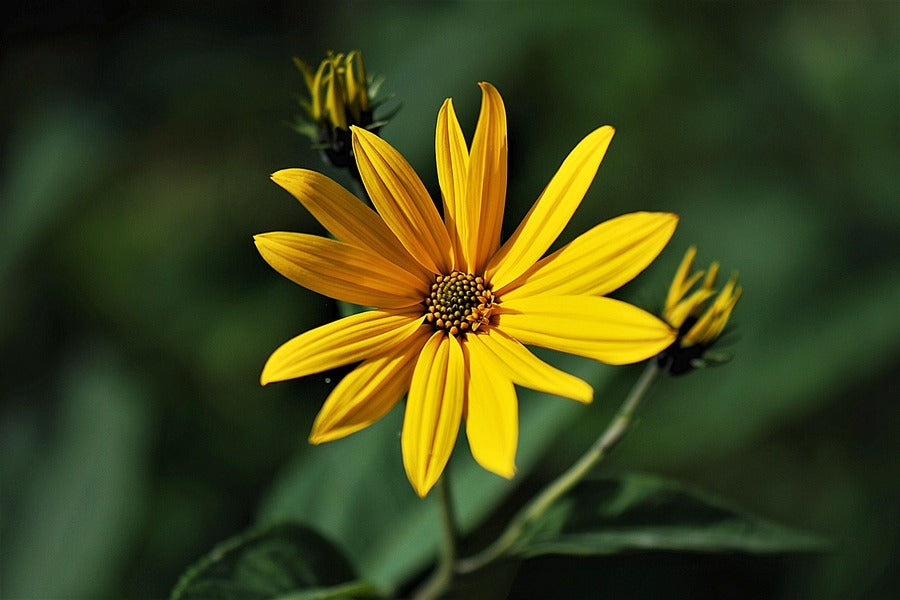 Woodland Sunflower Closeup Photograph Print 100% Australian Made