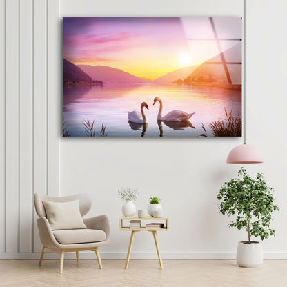 Swans on Lake Sunset Photograph Acrylic Glass Print Tempered Glass Wall Art 100% Made in Australia Ready to Hang