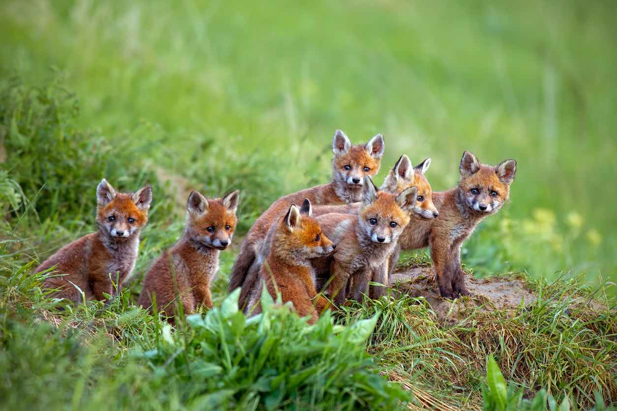 Red Fox Cubs Grass Field View Photograph Print 100% Australian Made