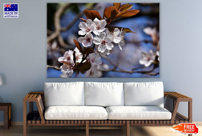 White Cherry Flowers Closeup Photograph Print 100% Australian Made