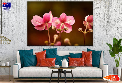 Pink Anemone Flowers Backview Photograph Print 100% Australian Made