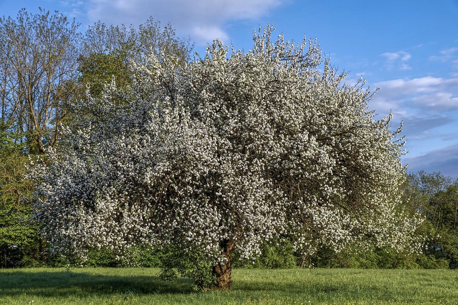 Plum Tree on Grass Field Photograph Print 100% Australian Made