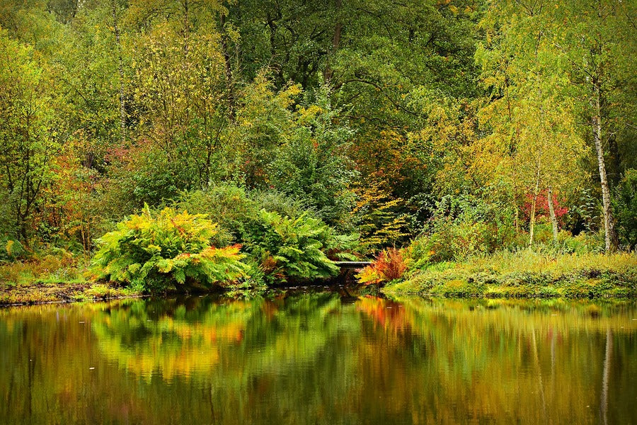 Autumn Nature Pond Trees Photograph Print 100% Australian Made