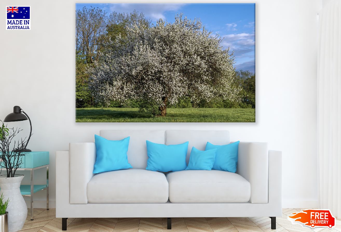 Plum Tree on Grass Field Photograph Print 100% Australian Made