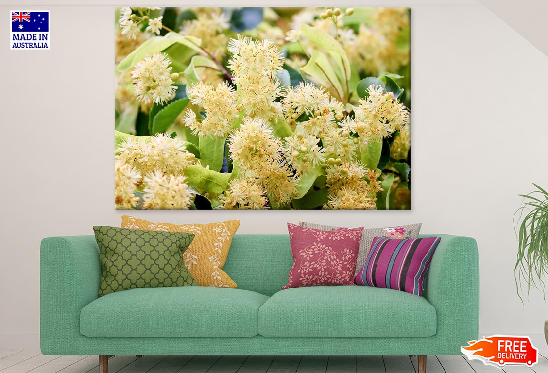 Greenspire Linden Flowers Closeup Photograph Print 100% Australian Made