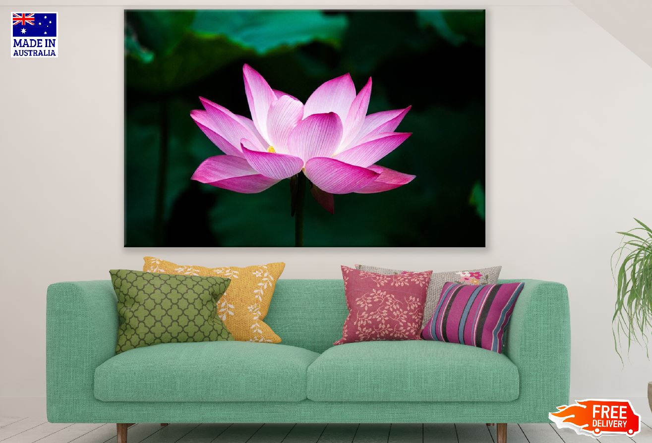 Pink Lotus Flower Closeup Photograph Print 100% Australian Made