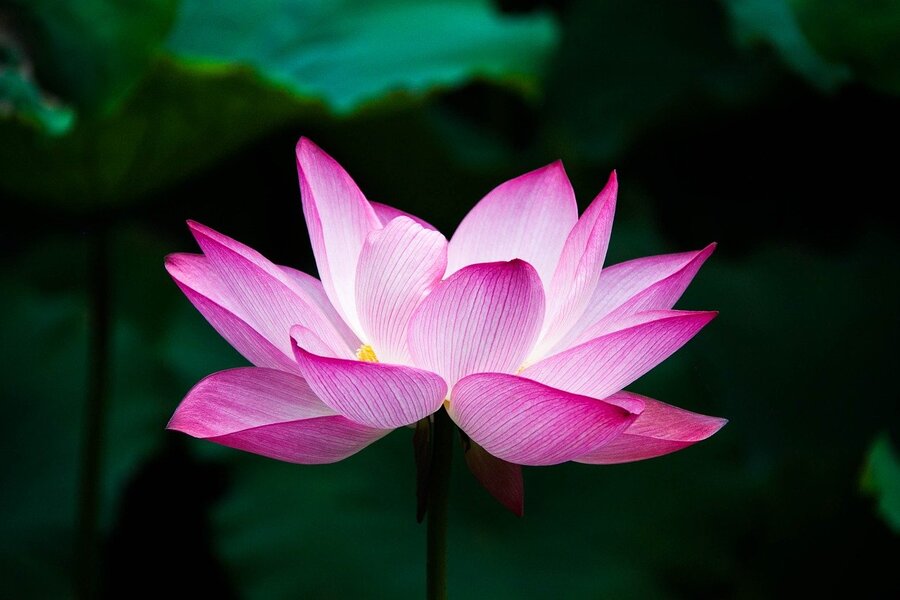 Pink Lotus Flower Closeup Photograph Print 100% Australian Made
