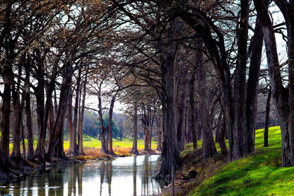 Trees Row Along River Photograph Print 100% Australian Made