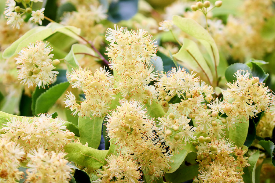 Greenspire Linden Flowers Closeup Photograph Print 100% Australian Made