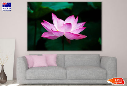 Pink Lotus Flower Closeup Photograph Print 100% Australian Made