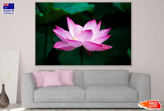 Pink Lotus Flower Closeup Photograph Print 100% Australian Made
