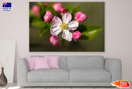 Apple Bud Blossom Flower Closeup Photograph Print 100% Australian Made