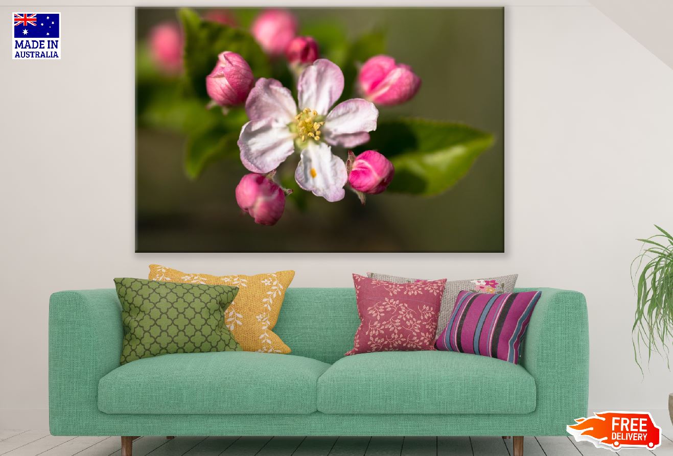 Apple Bud Blossom Flower Closeup Photograph Print 100% Australian Made