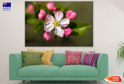 Apple Bud Blossom Flower Closeup Photograph Print 100% Australian Made