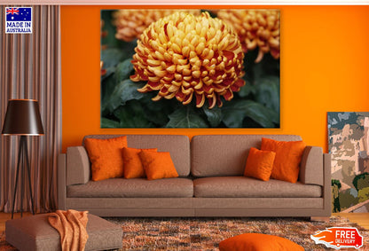 Orange Daisy Flower Closeup Photograph Print 100% Australian Made