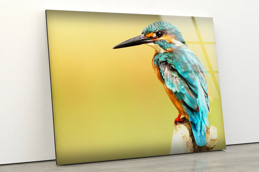 Kingfisher Bird Closeup Photograph Acrylic Glass Print Tempered Glass Wall Art 100% Made in Australia Ready to Hang