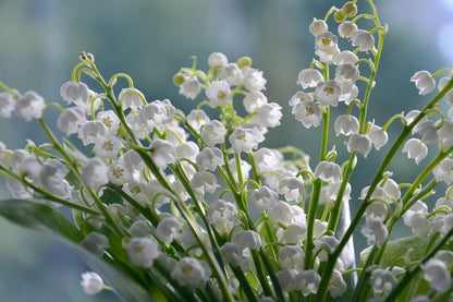 May Flowers Closeup Photograph Print 100% Australian Made