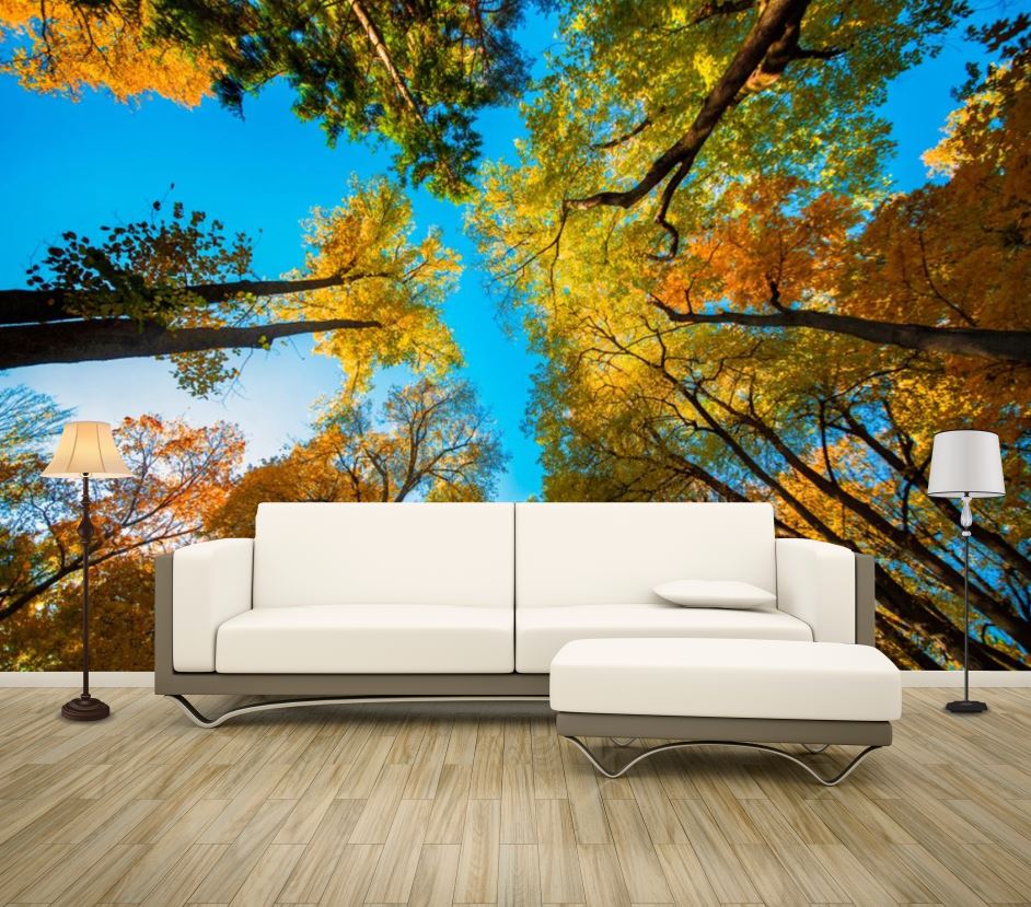 Wallpaper Murals Peel and Stick Removable Colourful Autumn Trees in Forest Photograph High Quality