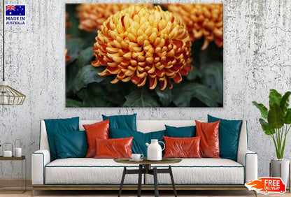 Orange Daisy Flower Closeup Photograph Print 100% Australian Made
