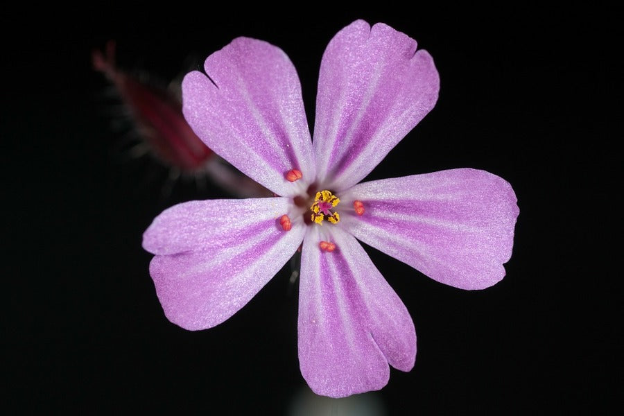 Tiny Pink Flower Closeup Photograph Print 100% Australian Made