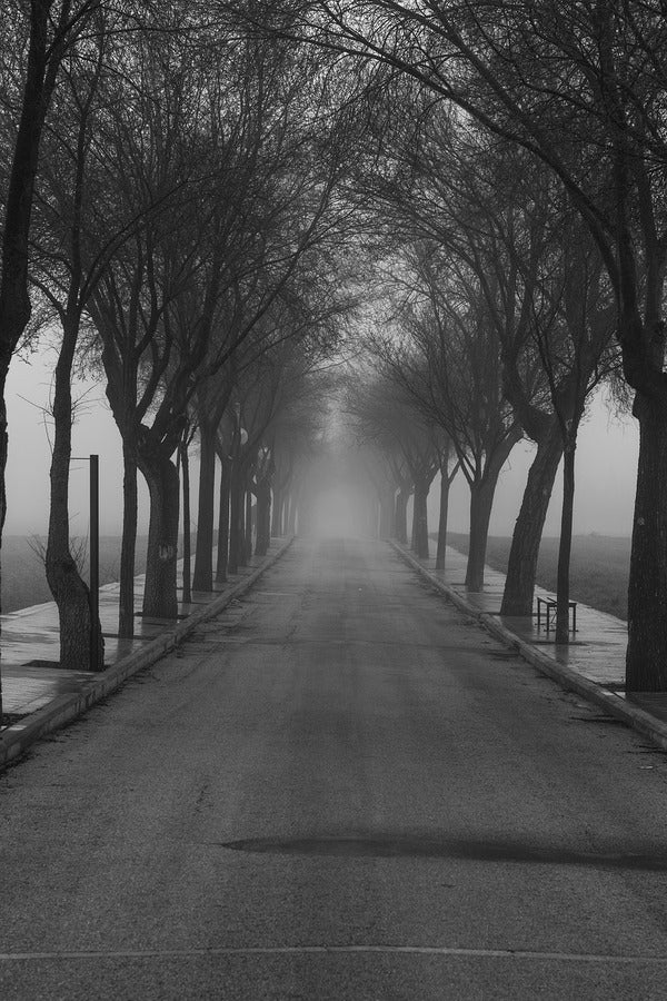 Road Covered With Trees B&W Photograph Print 100% Australian Made