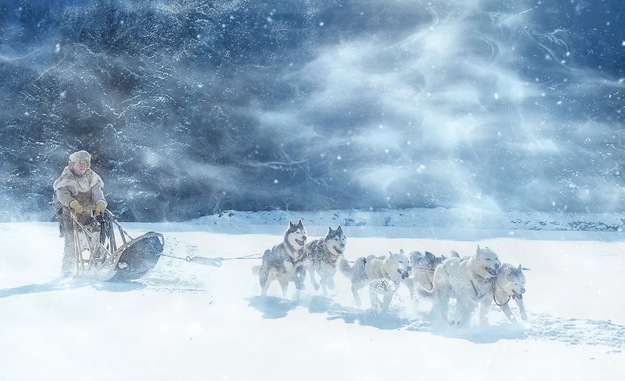 Dog Sled in Snow Photograph Home Decor Premium Quality Poster Print Choose Your Sizes