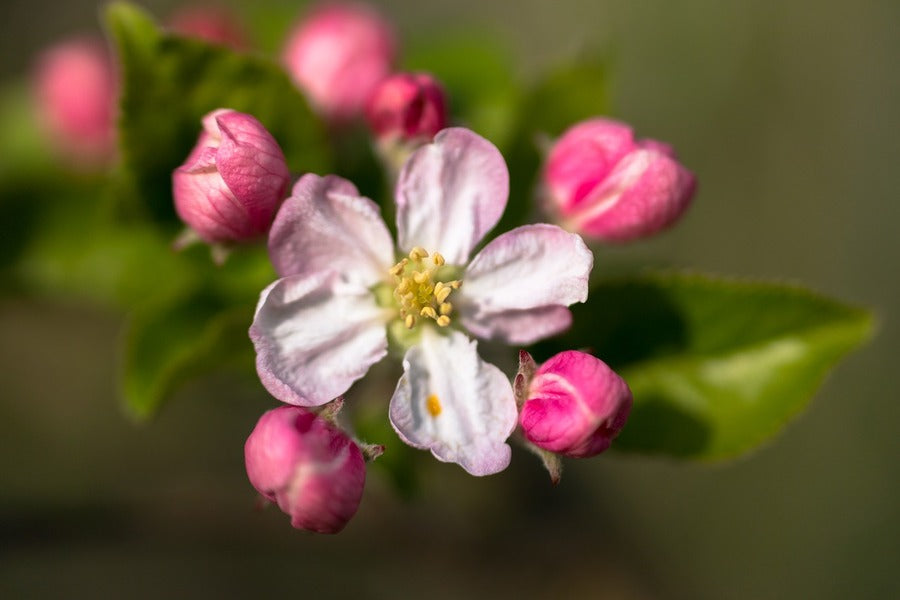 Apple Bud Blossom Flower Closeup Photograph Print 100% Australian Made
