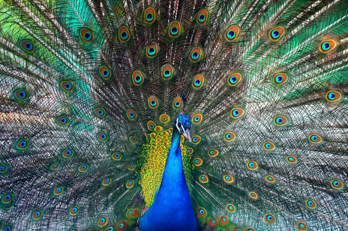 Peacock Closeup Photograph Home Decor Premium Quality Poster Print Choose Your Sizes