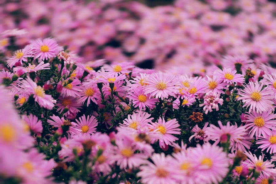 Pink Aster Flowers Closeup Photograph Print 100% Australian Made