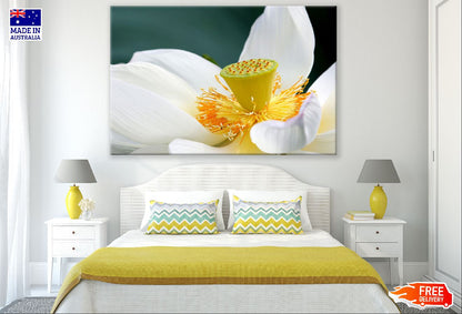 White Lotus Flower Closeup Photograph Print 100% Australian Made
