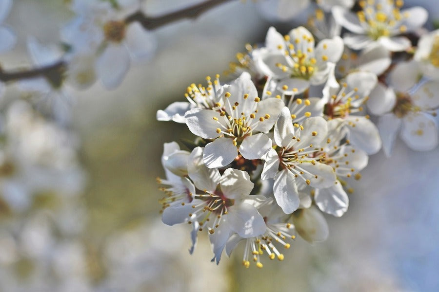 White Plum blossom Flowers Closeup Photograph Print 100% Australian Made