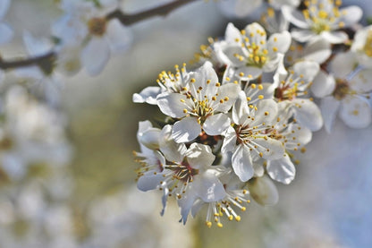 White Plum blossom Flowers Closeup Photograph Print 100% Australian Made
