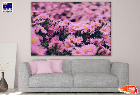 Pink Aster Flowers Closeup Photograph Print 100% Australian Made