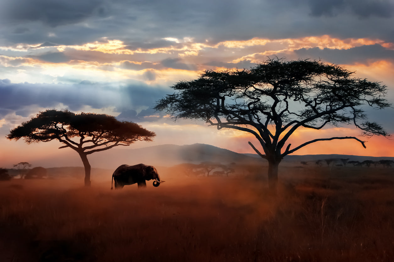 African Elephant Serengeti Park Photograph Print 100% Australian Made