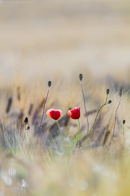Red Flowers Closeup Photograph Print 100% Australian Made