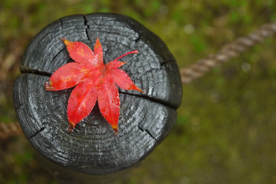 Red Autumn Leave on Wood Closeup Photograph Print 100% Australian Made