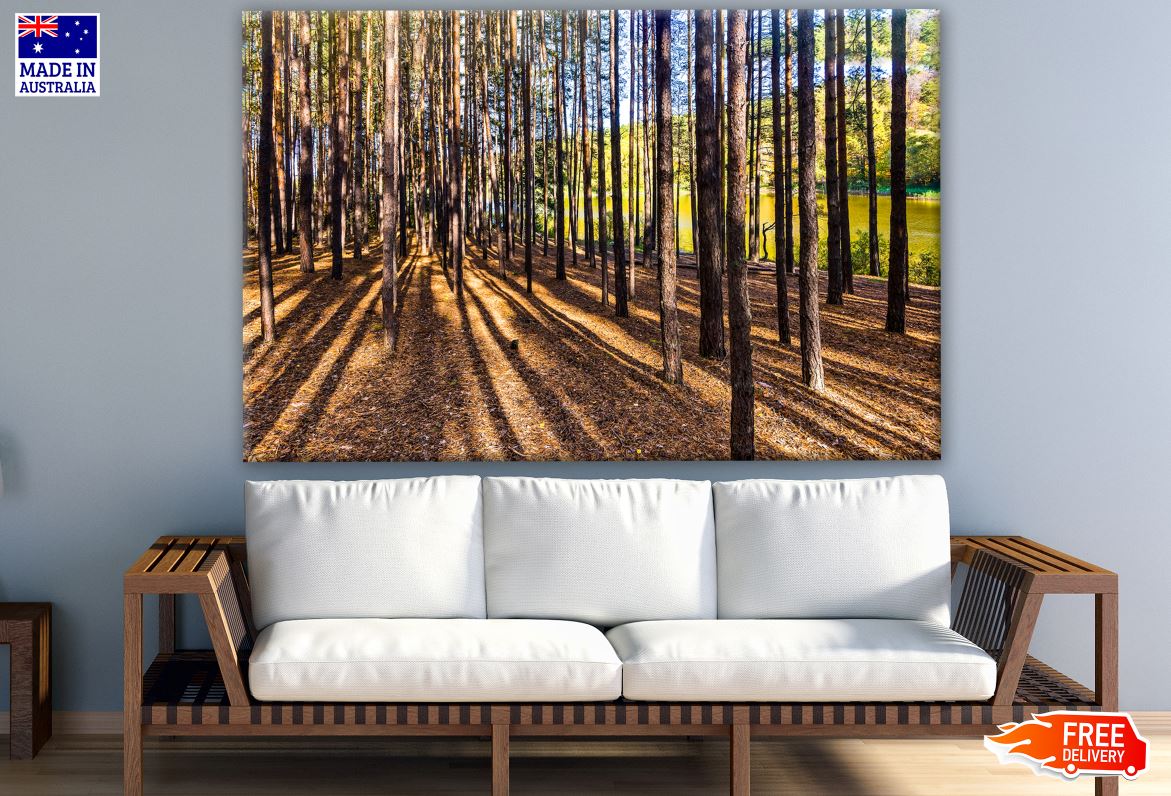 Stunning Tree View in Forest Photograph Print 100% Australian Made